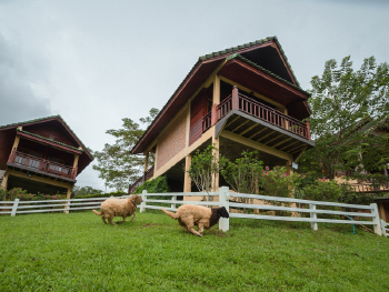 ดอยหมอก ดอกไม้ รีสอร์ท (Maesalong Flower Hills) ดอยแม่สลอง, แม่ฟ้าหลวง จ. เชียงราย