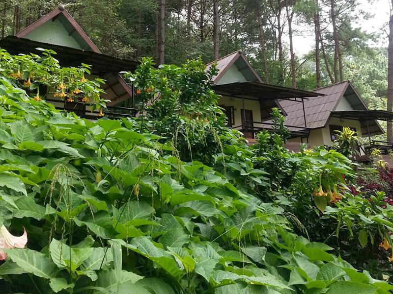 Chomview Resort Angkhang