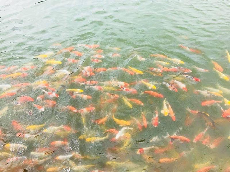 โรส มัลดีฟส์ รีสอร์ท