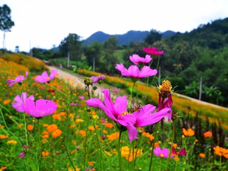 เชียงคาน ริเวอร์ กรีนฮิลล์