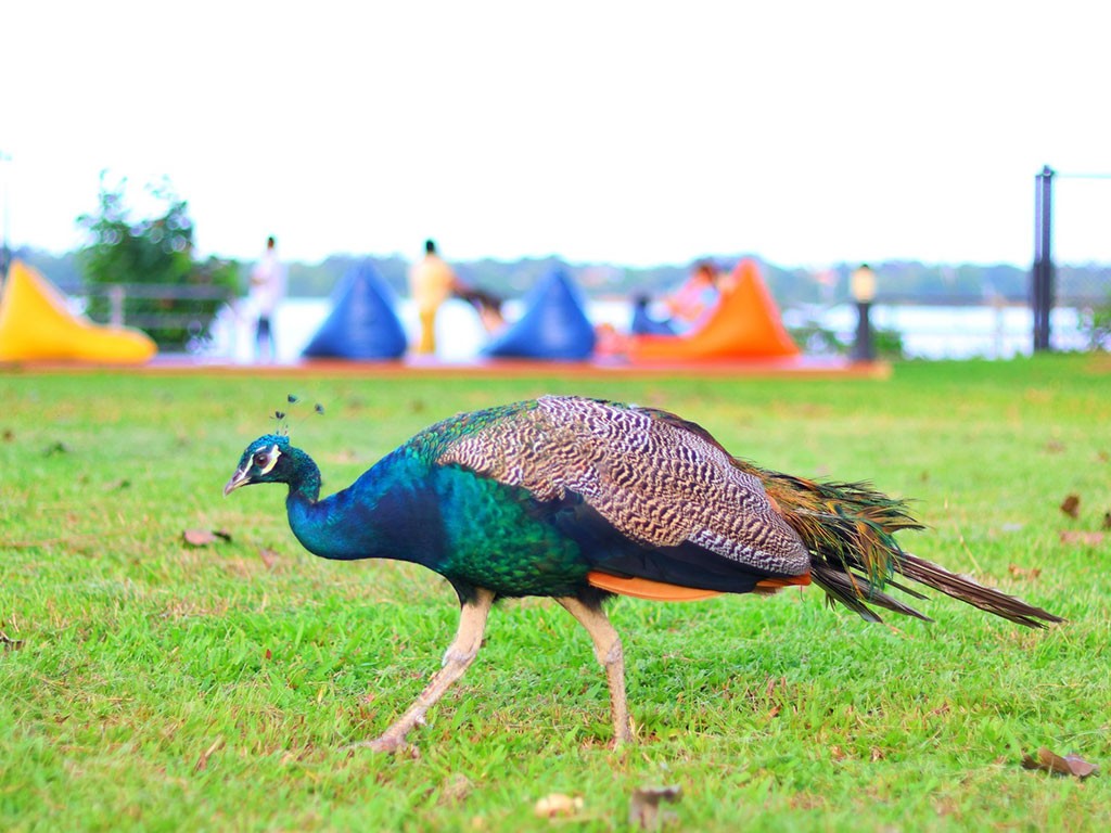 โบทรี คอทเทจ