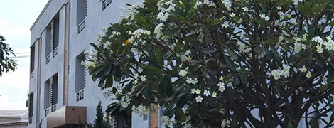 green view apartment