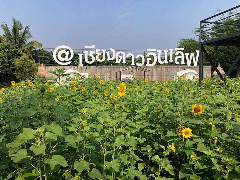 เชียงดาว อินเลิฟ