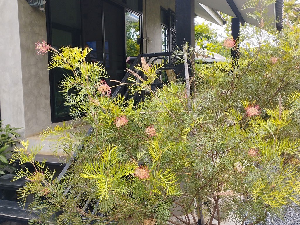 บ้านปาล์ม เขาใหญ่