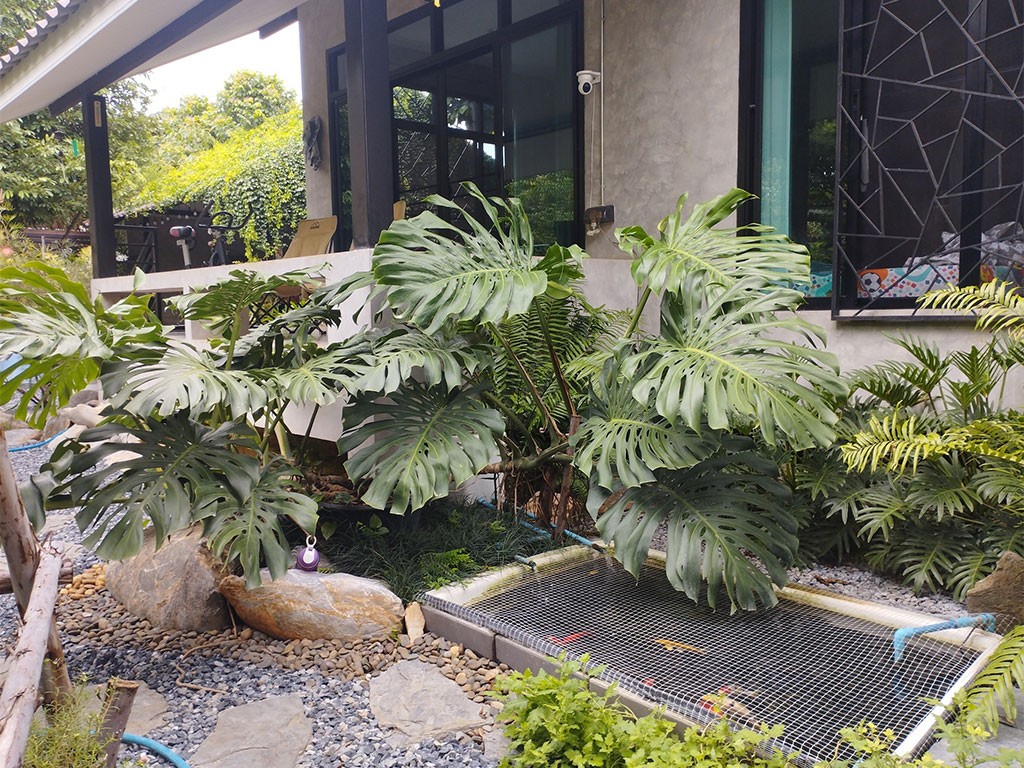 บ้านปาล์ม เขาใหญ่