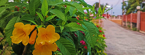 ban suan resort wat klang bang phra