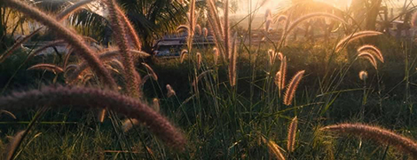 bansuan khunyay prangku