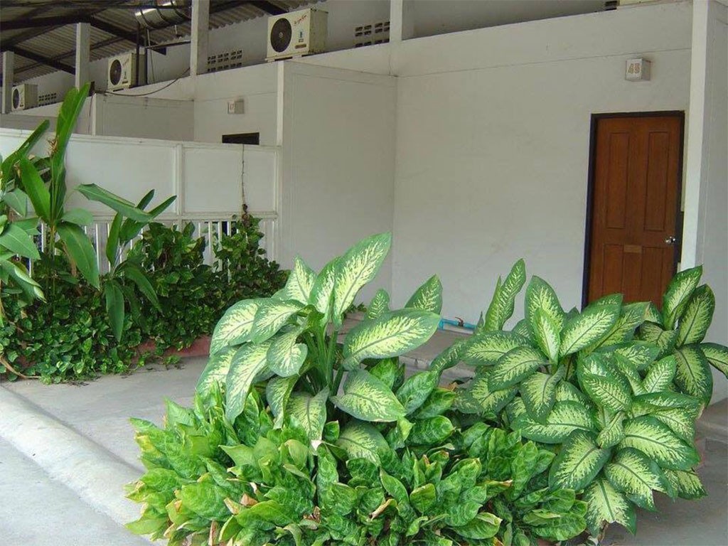 ออร์คิดส์ มหาชัย สมุทรสาคร